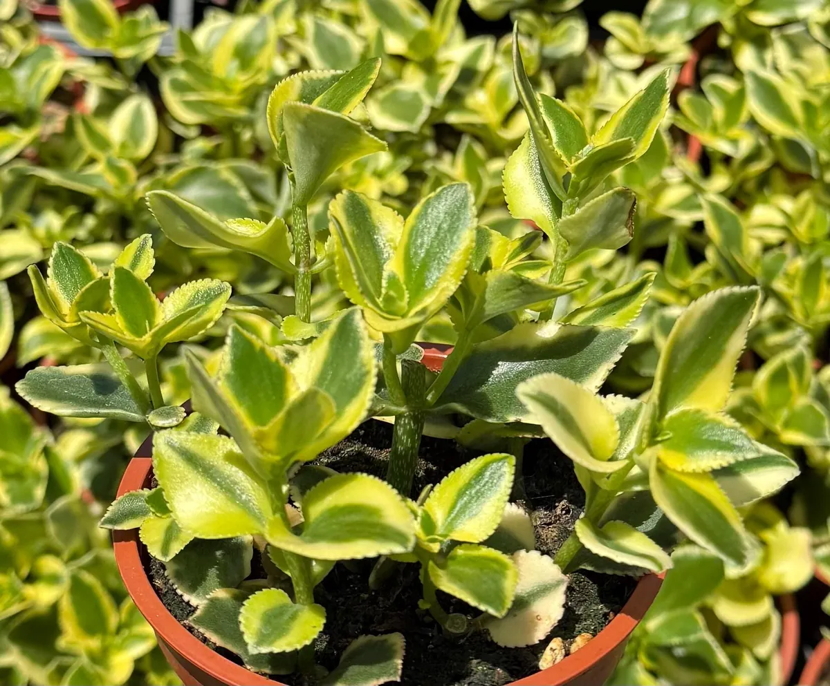 Crassula Sarmentosa Comet Variegated Live Succulent Plant - 4 inch Pot - Image 1