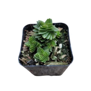 Crassula 'Spiralis Estagnol' Live Succulent Plant - Unique Spiral Foliage - Image 1