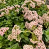 Crassula Springtime Live Succulent Plant - 2 inch or 4 inch Pot - Pink Flowers - Image 1