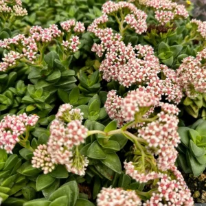 Crassula Springtime Live Succulent Plant - 2 inch or 4 inch Pot - Pink Flowers - Image 1