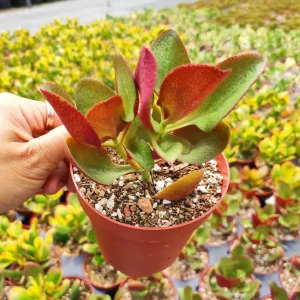 Crassula streyi 'Pondo Cliff' Live Succulent Plant - Easy Care Beginner Friendly - Image 4