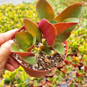 Crassula streyi 'Pondo Cliff' Live Succulent Plant - Easy Care Beginner Friendly - Image 5