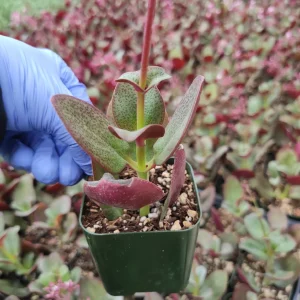 Crassula streyi 'Pondo Cliff' Succulent Live Plant - Easy Care Beginner Friendly - Image 2