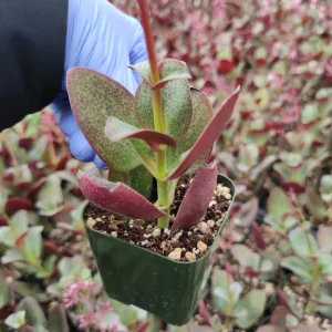 Crassula streyi 'Pondo Cliff' Succulent Live Plant - Easy Care Beginner Friendly - Image 3
