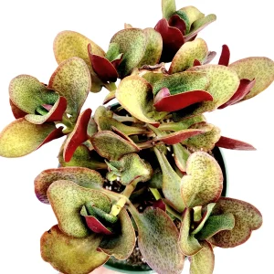 Crassula streyi 'Pondo Cliff' Succulent Live Plant - Easy Care Beginner Friendly - Image 6