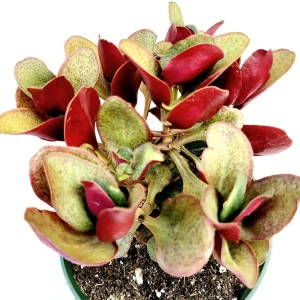 Crassula streyi 'Pondo Cliff' Succulent Live Plant - Easy Care Beginner Friendly - Image 7