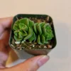 Crassula susannae Live Succulent Plant – Small Green Wrinkled Leaves - Image 1