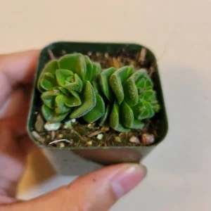 Crassula susannae Live Succulent Plant – Small Green Wrinkled Leaves - Image 2