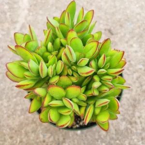 Crassula swaziensis 'Money Maker' Succulent Plant - Live Indoor/Outdoor Plant - Image 4