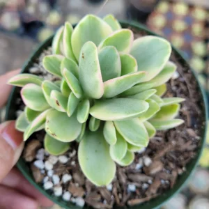 Crassula Swaziensis Variegata 'Money Maker' Succulent Plant - Live Indoor - Image 1