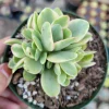 Crassula swaziensis Variegata 'Money Maker' Succulent Live Plant, Drought-Tolerant - Image 1
