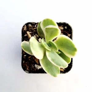 Crassula Swaziensis Variegata 'Money Maker' Succulent Plant - Live Indoor - Image 3