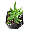 Crassula tetragona 'Miniature Pine Tree' Live Succulent Plant - Easy Care Houseplant - Image 1