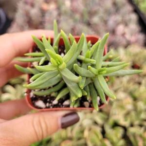 Crassula tetragona 'Miniature Pine Tree' Live Succulent Plant - Easy Care Houseplant - Image 3