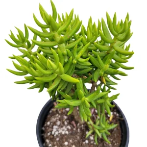 Crassula tetragona 'Miniature Pine Tree' Live Succulent Plant - Easy Care Houseplant - Image 6