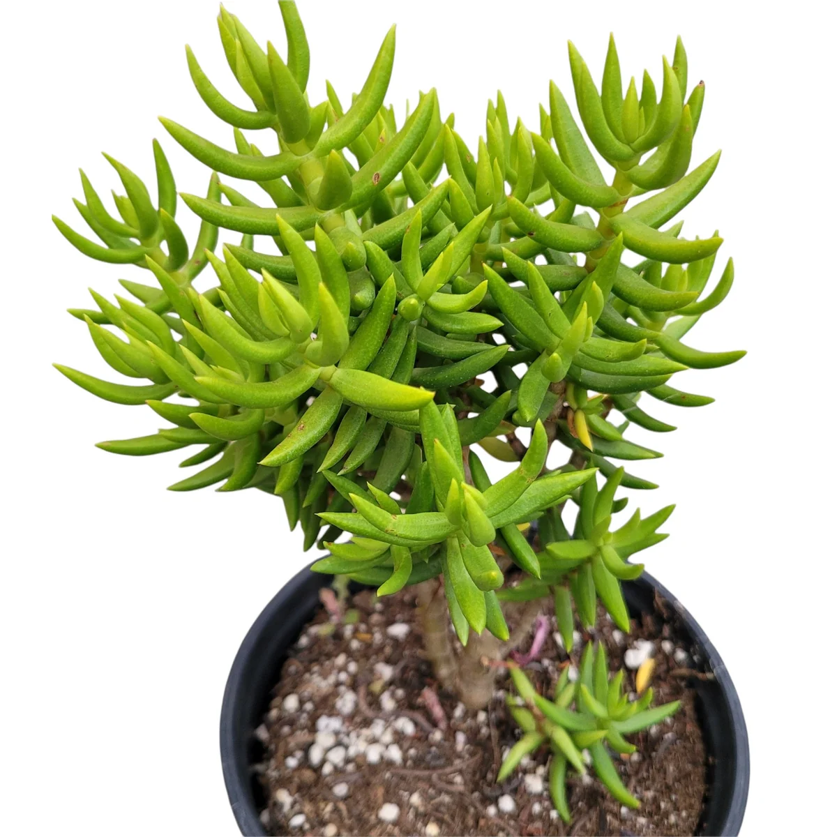 Crassula tetragona 'Miniature Pine Tree' Live Succulent Plant - Easy Care Houseplant - Image 7