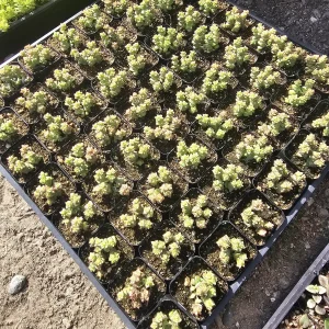 Crassula Tom Thumb Succulent Live Plant – 2 inch Pot – Crassula rupestris ssp. commutata - Image 2