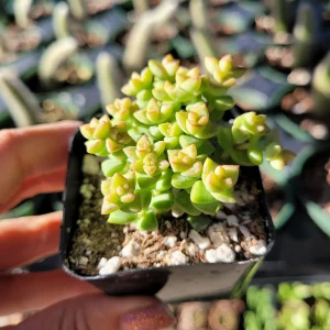 Crassula 'Tom Thumb' Succulent Live Plant - Drought Tolerant Houseplant - Image 2