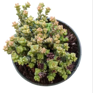 Crassula 'Tom Thumb' Succulent Live Plant - Drought Tolerant Houseplant - Image 3