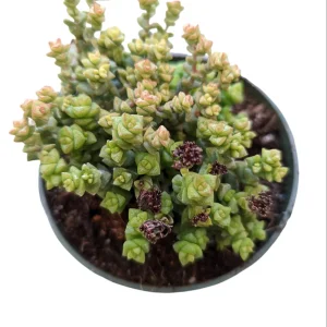 Crassula 'Tom Thumb' Succulent Plant - Live Crassula Rupestris Commutata - Image 4