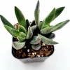 Crassula x justi-corderoyi Succulent Live Plant - Hardy & Drought-Tolerant - Image 1