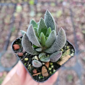Crassula x justi-corderoyi Succulent Live Plant - Hardy & Drought-Tolerant - Image 3