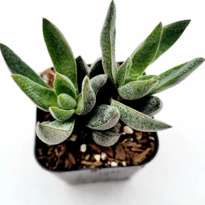 Crassula x justi-corderoyi Succulent Live Plant - Hardy & Drought-Tolerant - Image 1
