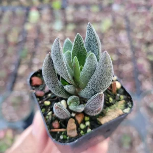 Crassula x justi-corderoyi Succulent Live Plant - Hardy & Drought-Tolerant - Image 4