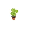 Creamsicle Syngonium Nephthytis Live Plant – 2 inch Pot – Indoor Houseplant - Image 1
