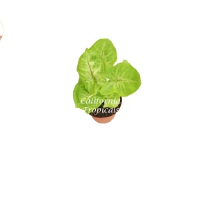 Creamsicle Syngonium Nephthytis Live Plant – 2 inch Pot – Indoor Houseplant - Image 2