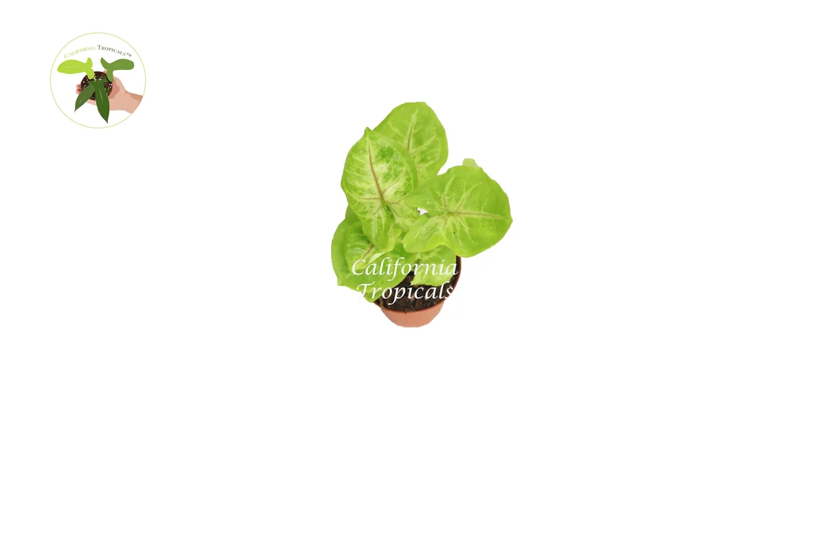 Creamsicle Syngonium Nephthytis Live Plant – 2 inch Pot – Indoor Houseplant - Image 2