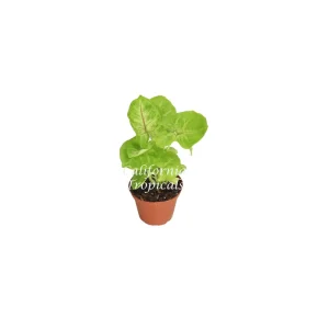 Creamsicle Syngonium Nephthytis Live Plant – 2 inch Pot – Indoor Houseplant - Image 1