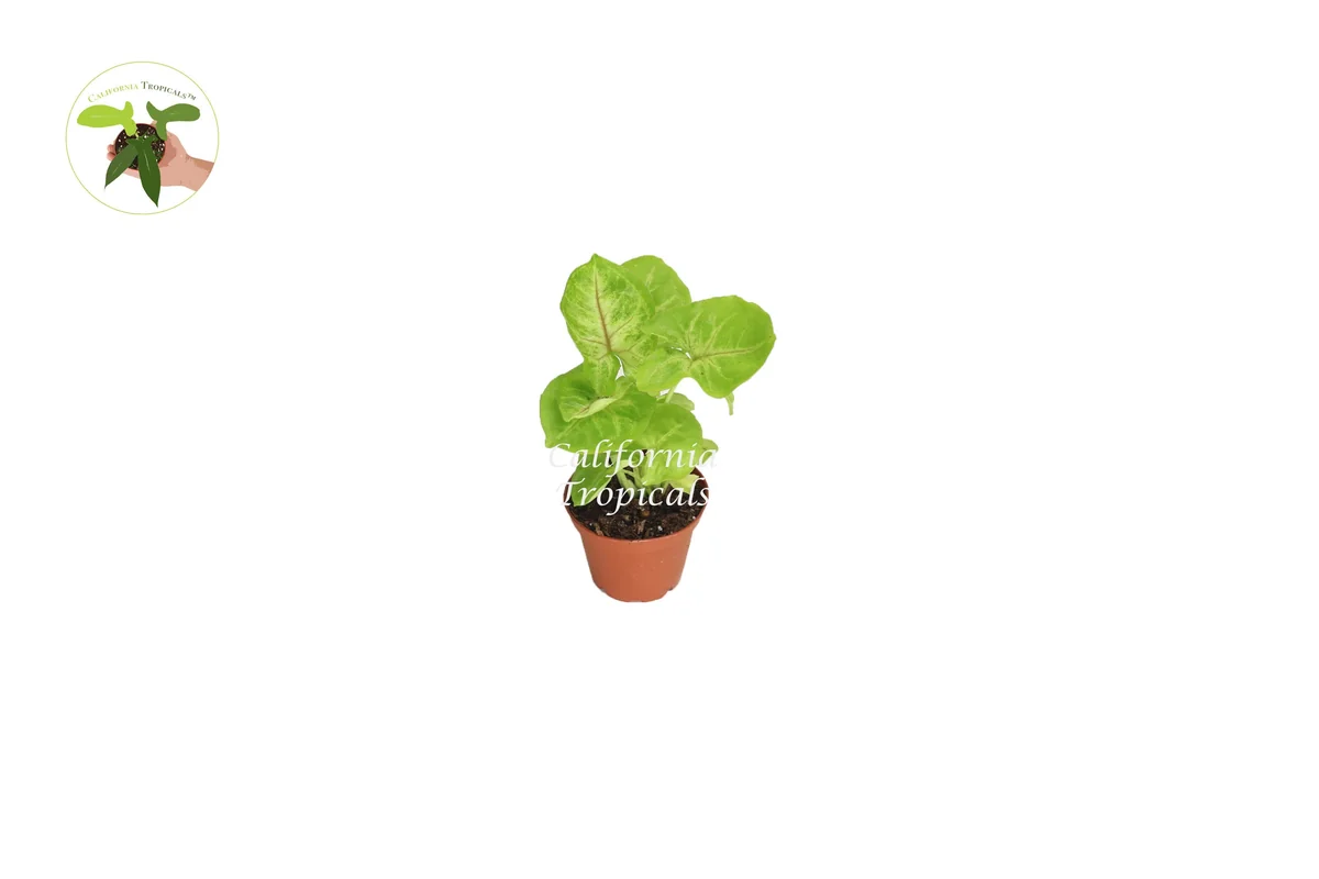 Creamsicle Syngonium Nephthytis Live Plant – 2 inch Pot – Indoor Houseplant - Image 1