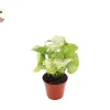 Creamsicle Syngonium Nephthytis Live Plant – 4 inch Potted Houseplant – Indoor - Image 1