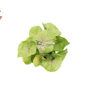 Creamsicle Syngonium Nephthytis Live Plant – 4 inch Potted Houseplant – Indoor - Image 2