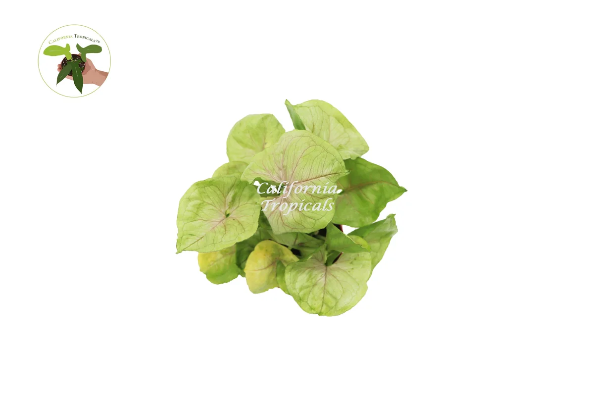 Creamsicle Syngonium Nephthytis Live Plant – 4 inch Potted Houseplant – Indoor - Image 2