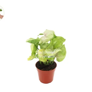 Creamsicle Syngonium Nephthytis Live Plant – 4 inch Potted Houseplant – Indoor - Image 1