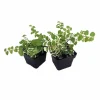 Creeping Fig Live Plant - Ficus Pumila Variegata - 3 inch Pot - Two Plants - Image 1
