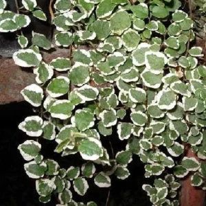 Creeping Fig Live Plant - Ficus Pumila Variegata - 3 inch Pot - Two Plants - Image 2