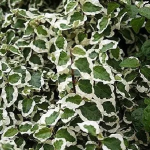 Creeping Fig Live Plant - Ficus Pumila Variegata - 3 inch Pot - Two Plants - Image 4