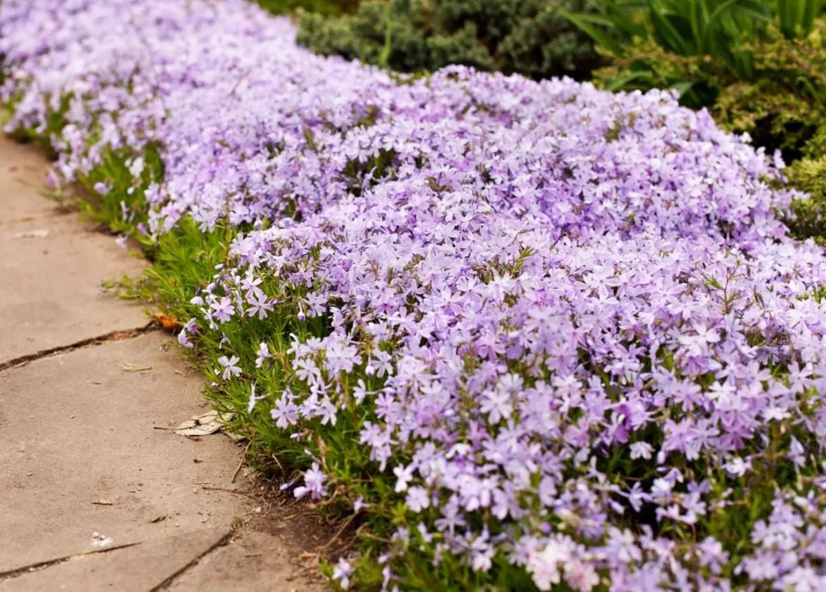 Creeping Phlox Candy Stripe Live Plant - 3-6" Tall Plug - Groundcover Perennial - Image 2