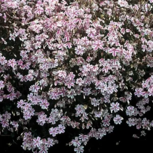 Creeping Phlox Candy Stripe Live Plant - 3-6