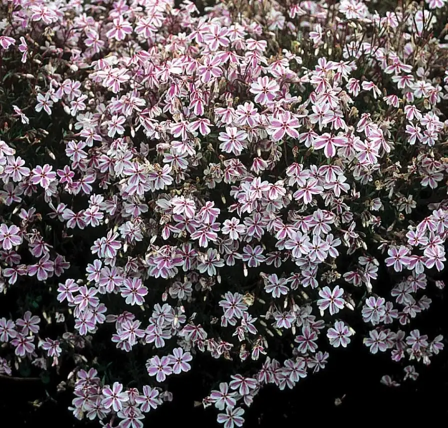 Creeping Phlox Candy Stripe Live Plant - 3-6" Tall Plug - Groundcover Perennial - Image 3