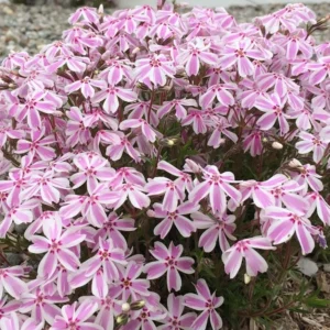 Creeping Phlox Candy Stripe Live Plant - 3-6" Tall Plug - Groundcover Perennial - Image 1