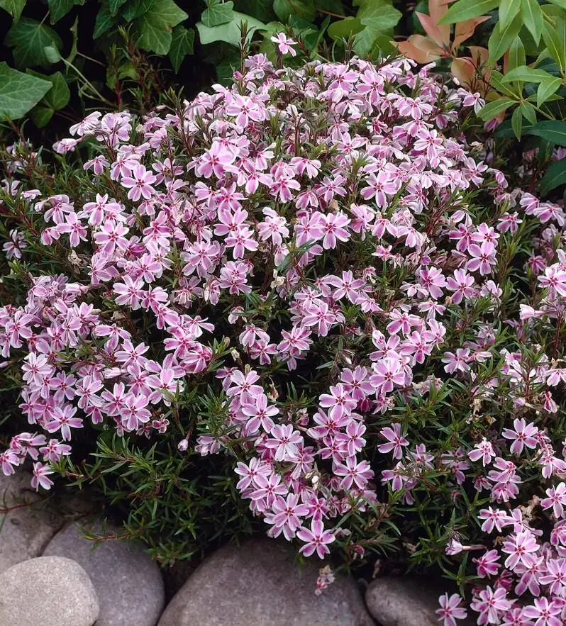 Creeping Phlox Candy Stripe Live Plant - 3-6" Tall Plug - Groundcover Perennial - Image 4