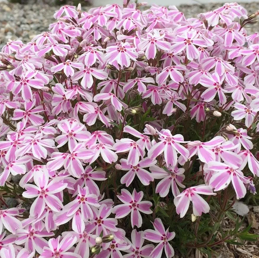 Creeping Phlox Candy Stripe Live Plant - 3-6" Tall Plug - Groundcover Perennial - Image 1