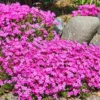 Creeping Phlox Cherry Live Plant Plug - 3-6" Tall Pink Flower Perennial Groundcover - Image 1