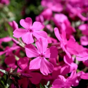Creeping Phlox Cherry Live Plant Plug - 3-6
