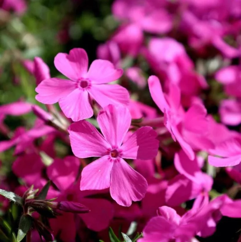 Creeping Phlox Cherry Live Plant Plug - 3-6" Tall Pink Flower Perennial Groundcover - Image 2