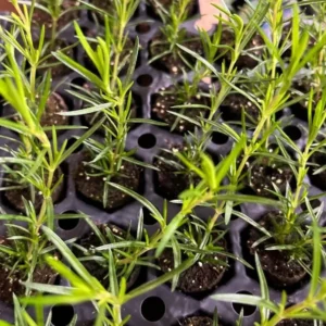 Creeping Phlox Cherry Live Plant Plug - 3-6